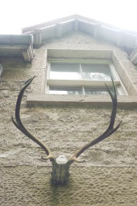 City Mouse, Island Mouse