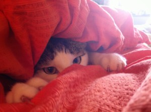 City Mouse, Island Mouse