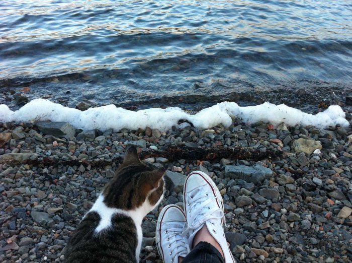 City Mouse, Island Mouse