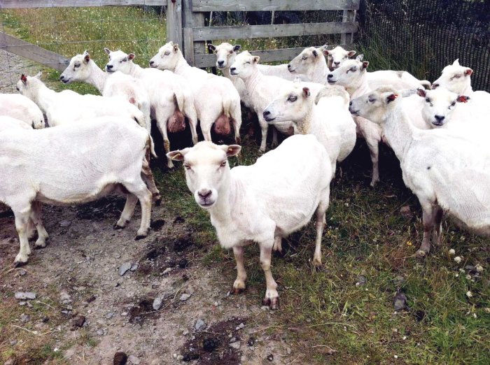 City Mouse, Island Mouse