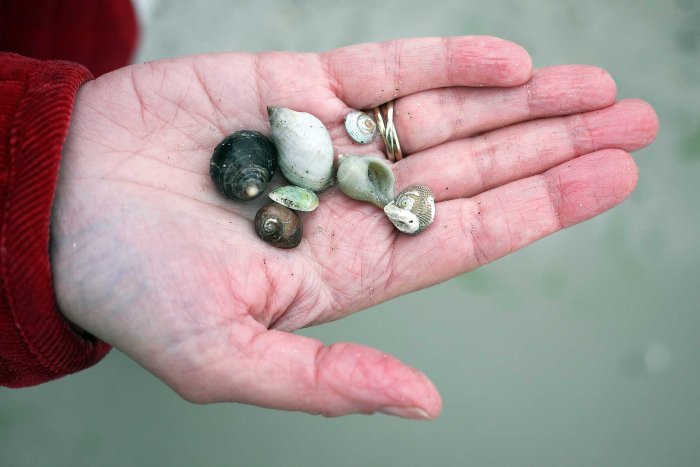 City Mouse, Island Mouse