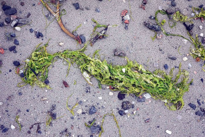 City Mouse, Island Mouse