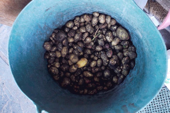 City Mouse, Island Mouse