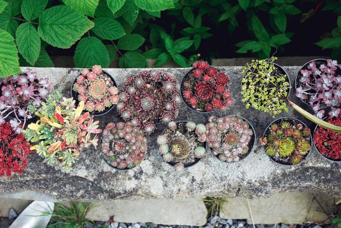 City Mouse, Island Mouse