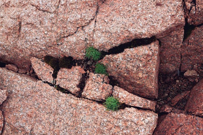 City Mouse Island Mouse