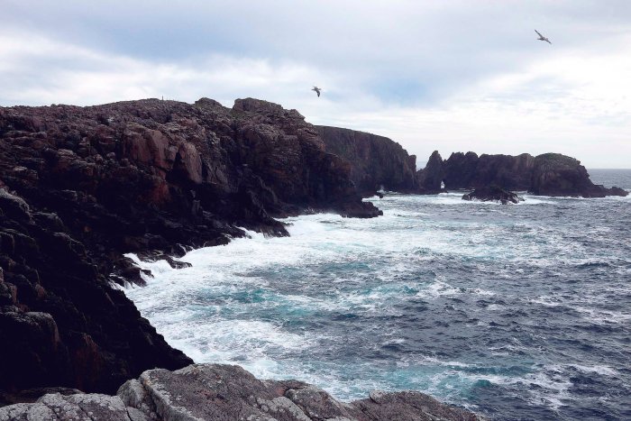 City Mouse Island Mouse