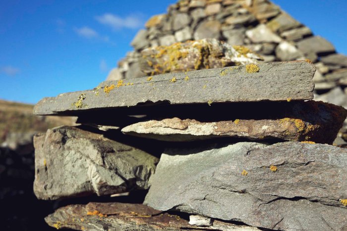 City Mouse Island Mouse