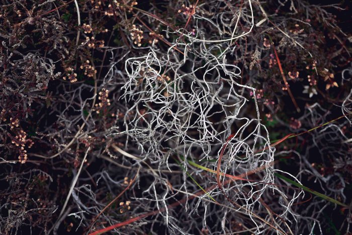 City Mouse Island Mouse