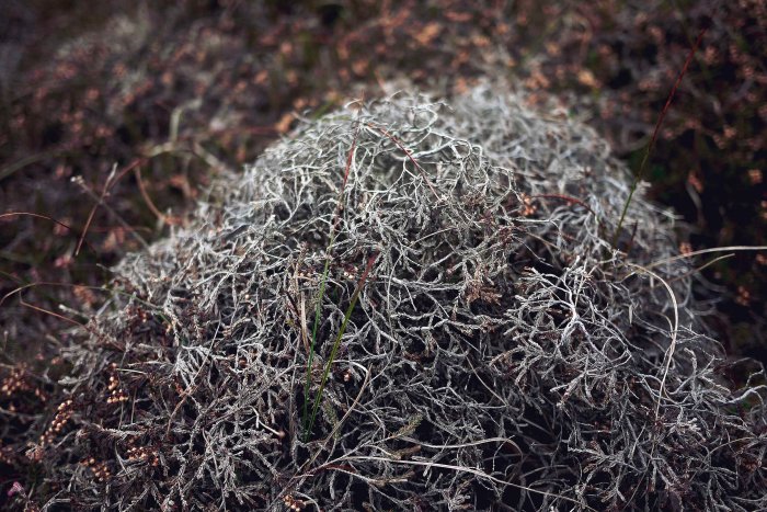 City Mouse Island Mouse