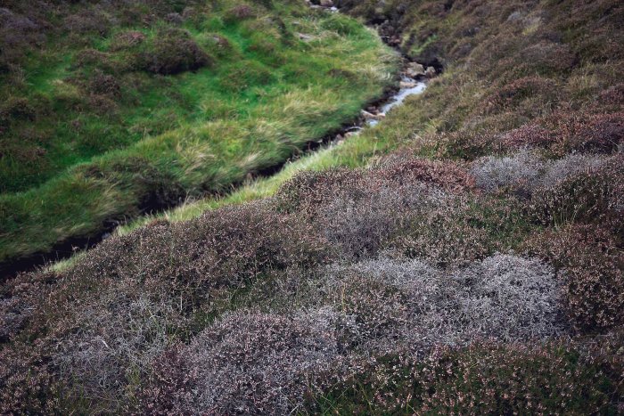 City Mouse Island Mouse