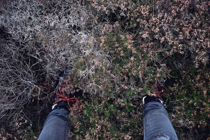 City Mouse Island Mouse