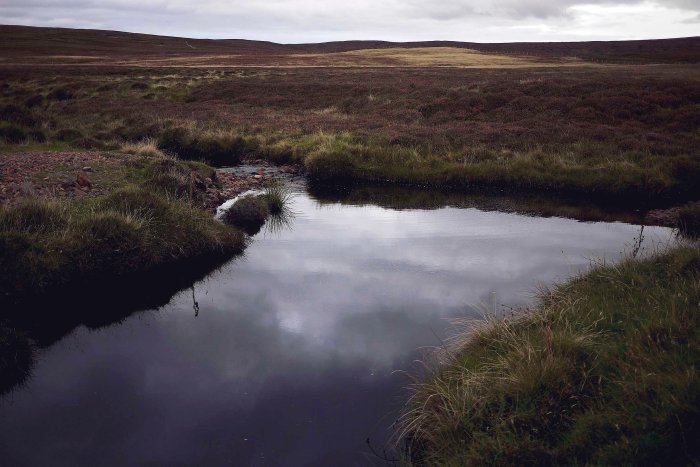 City Mouse Island Mouse