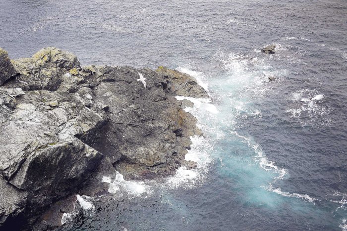 City Mouse Island Mouse