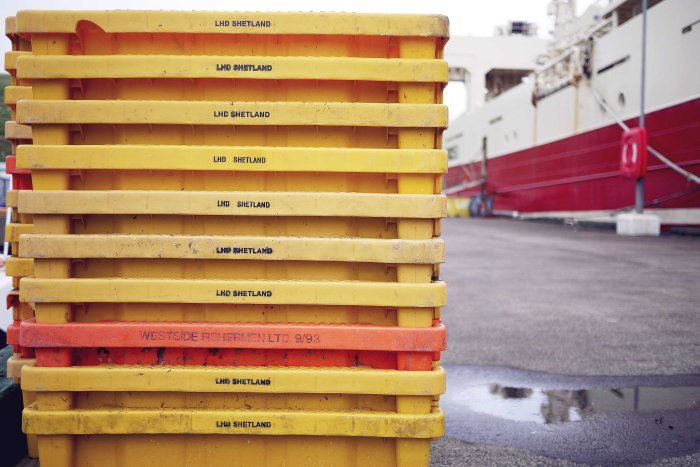 City Mouse Island Mouse