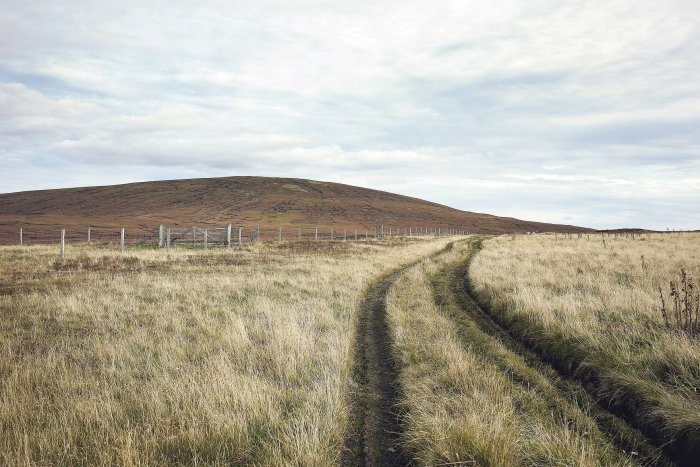 City Mouse Island Mouse