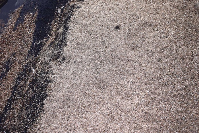 City Mouse Island Mouse