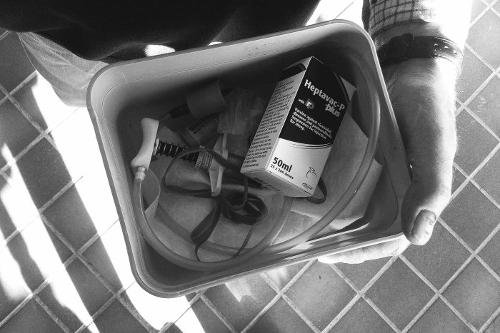 City Mouse Island Mouse