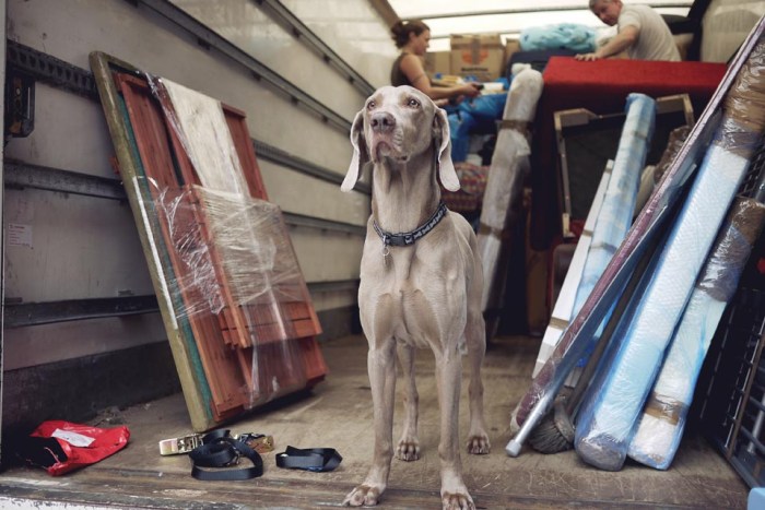 City Mouse Island Mouse