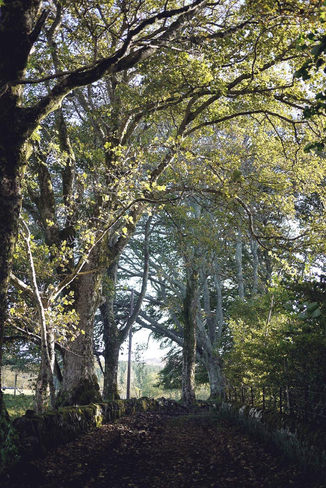 City Mouse Island Mouse