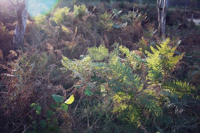 City Mouse Island Mouse