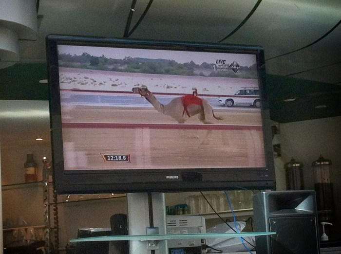 City Mouse Island Mouse