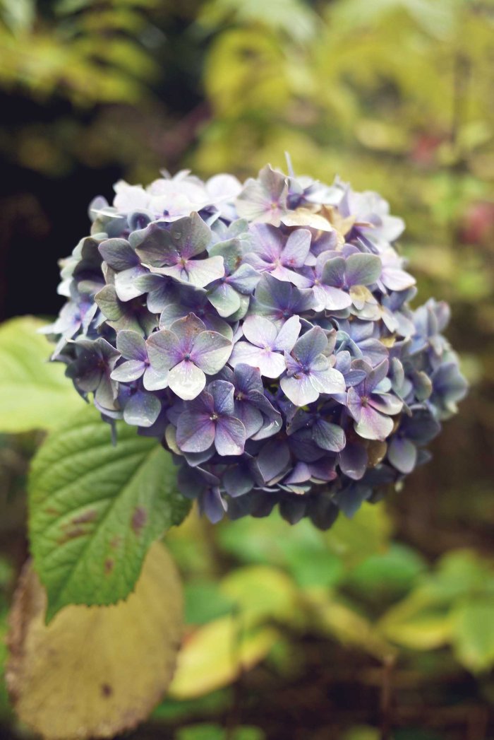 City Mouse Island Mouse