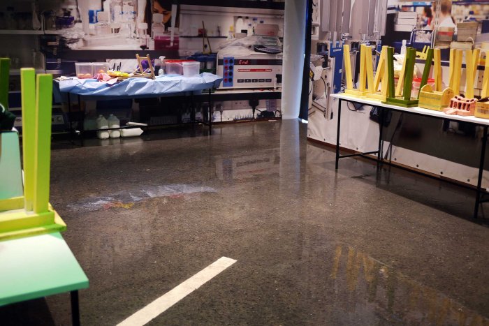 City Mouse Island Mouse