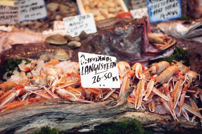 City Mouse Island Mouse