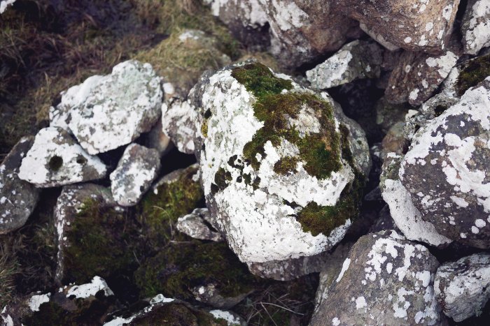 City Mouse Island Mouse