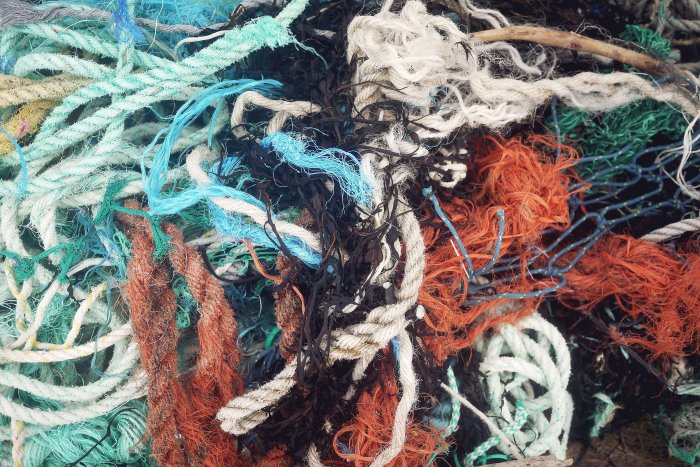 City Mouse Island Mouse