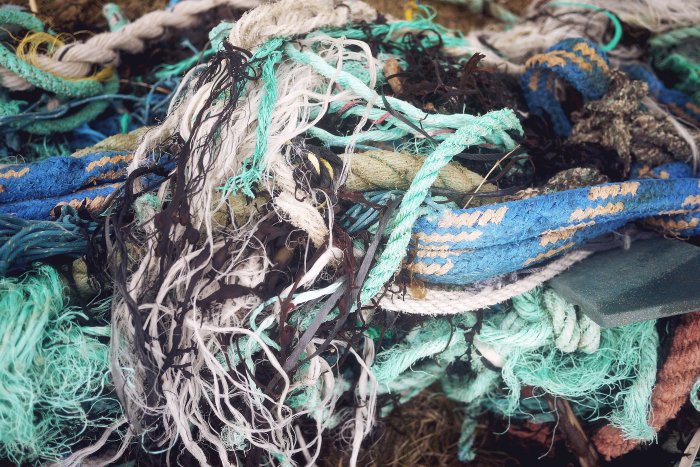 City Mouse Island Mouse