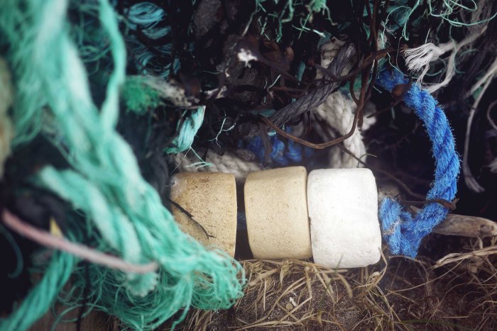 City Mouse Island Mouse