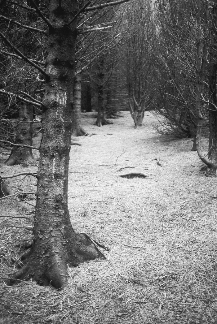 City Mouse Island Mouse