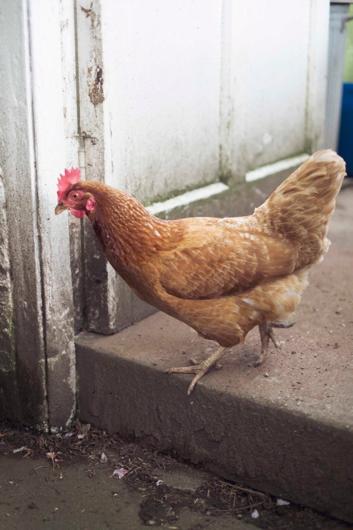 City Mouse Island Mouse Blog