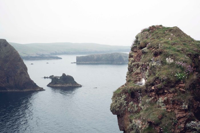 City Mouse Island MouseMareel