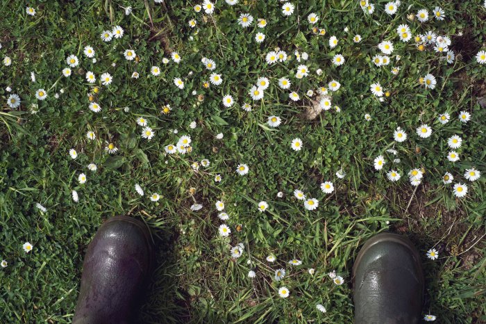 City Mouse Island Mouse Mareel